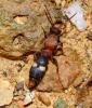 Gynecaptera bimaculata